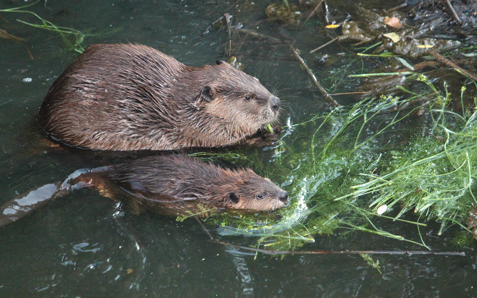 Mature Beaver Pics