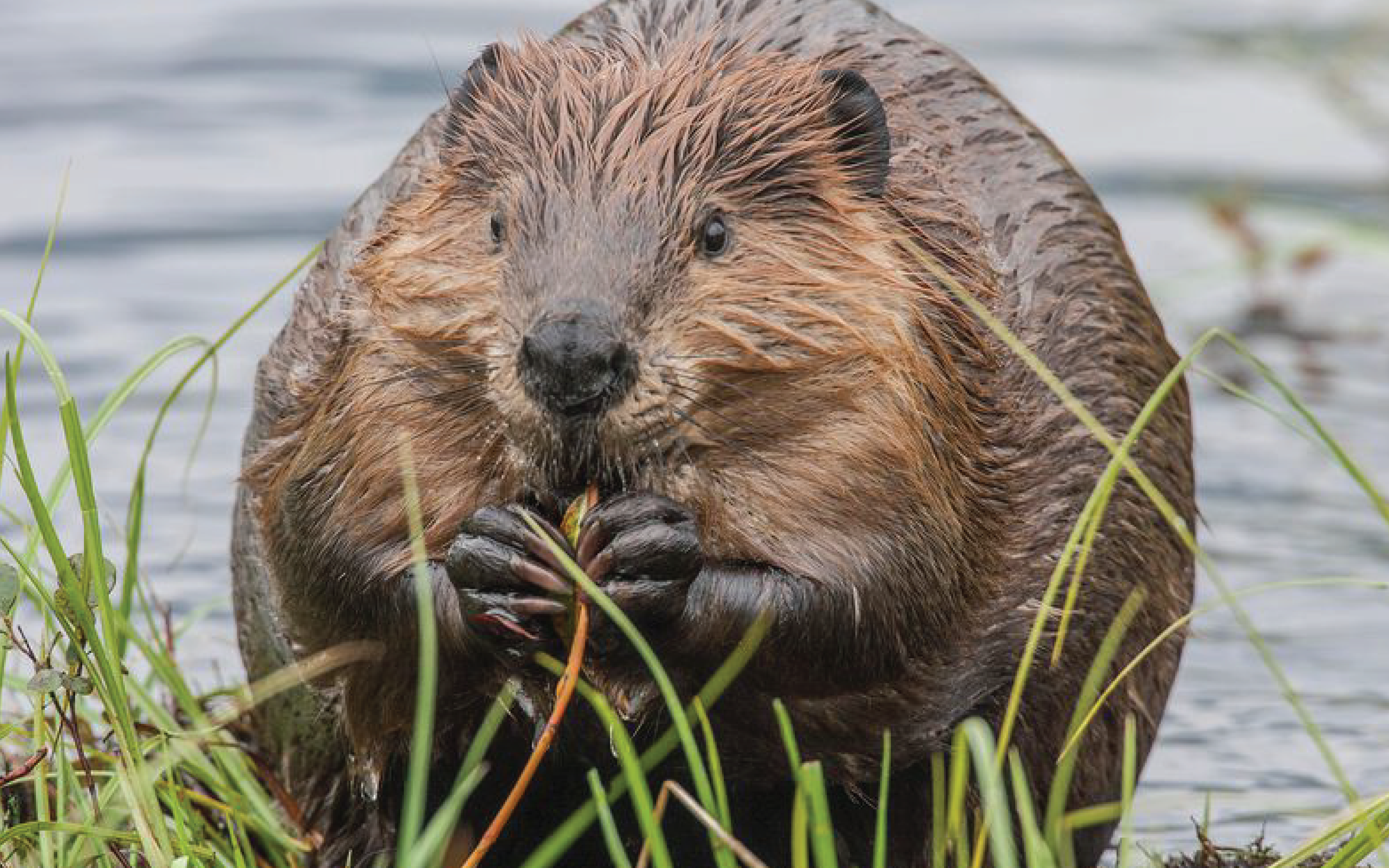 Guest View: Beavers and the Twisting of Sustainability
