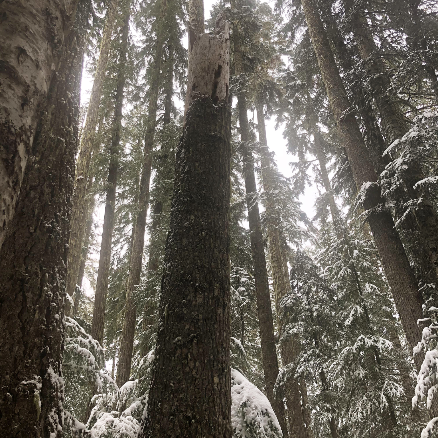 Flat Country timber sale, Unit 1130 (photo by Cascadia Wildlands).