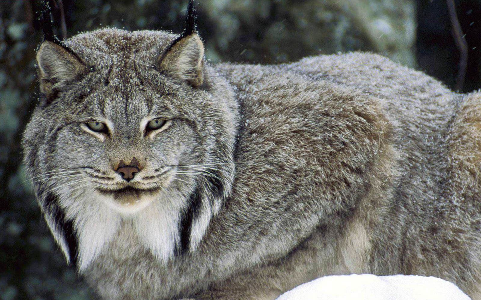 Missing lynx: Advocates challenge Feds’ refusal to prepare recovery plan
