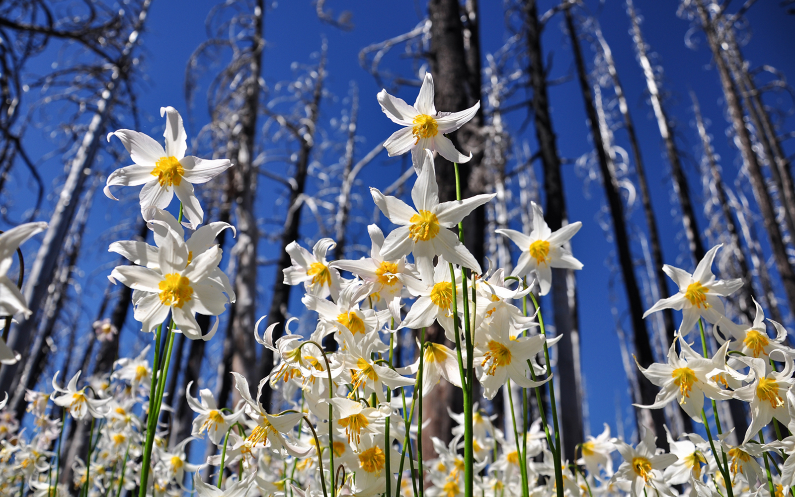 BLOG: After the Fires, the Birds and the Blooms