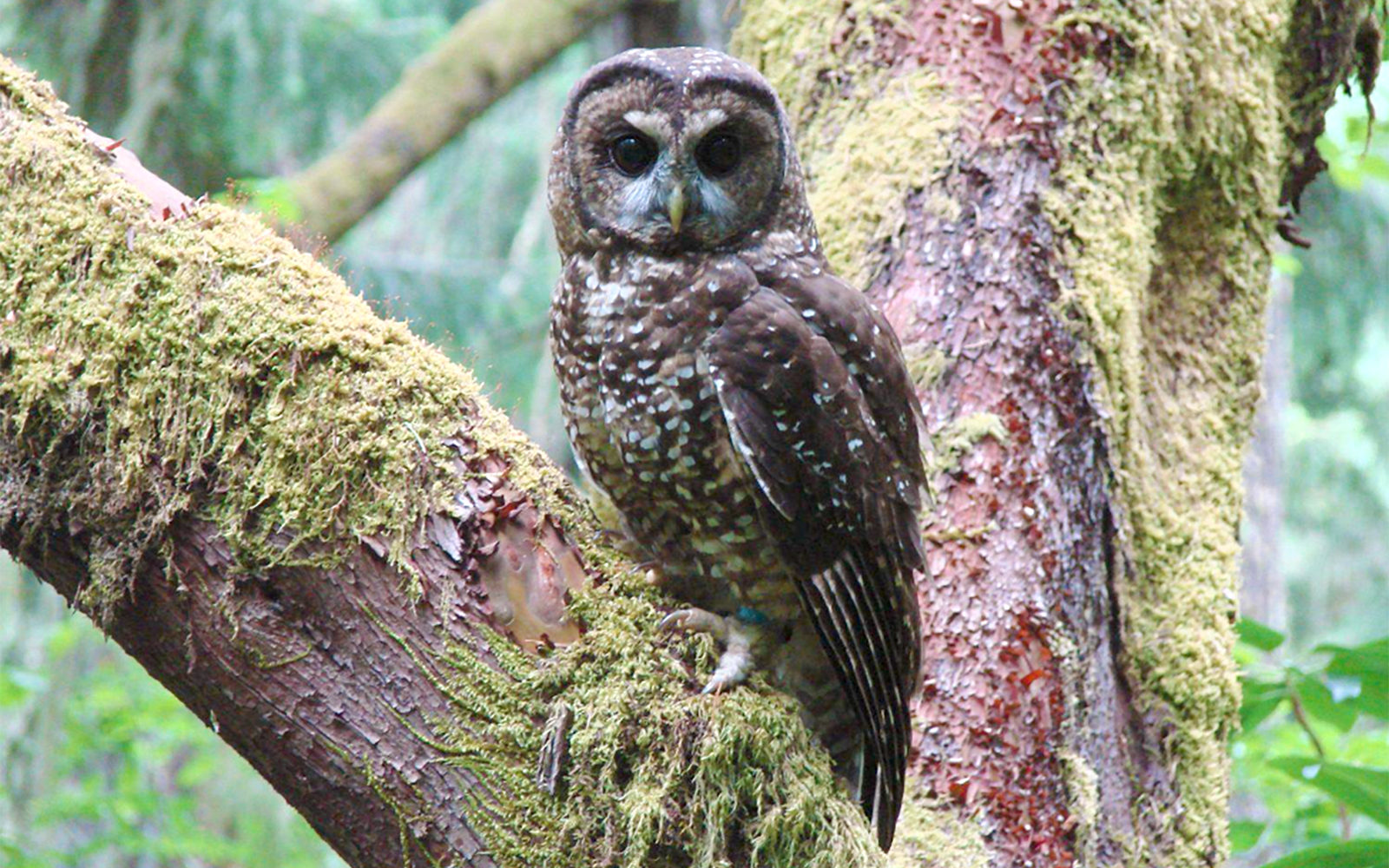 USFWS: Northern spotted owls are endangered, but we’re too busy to help