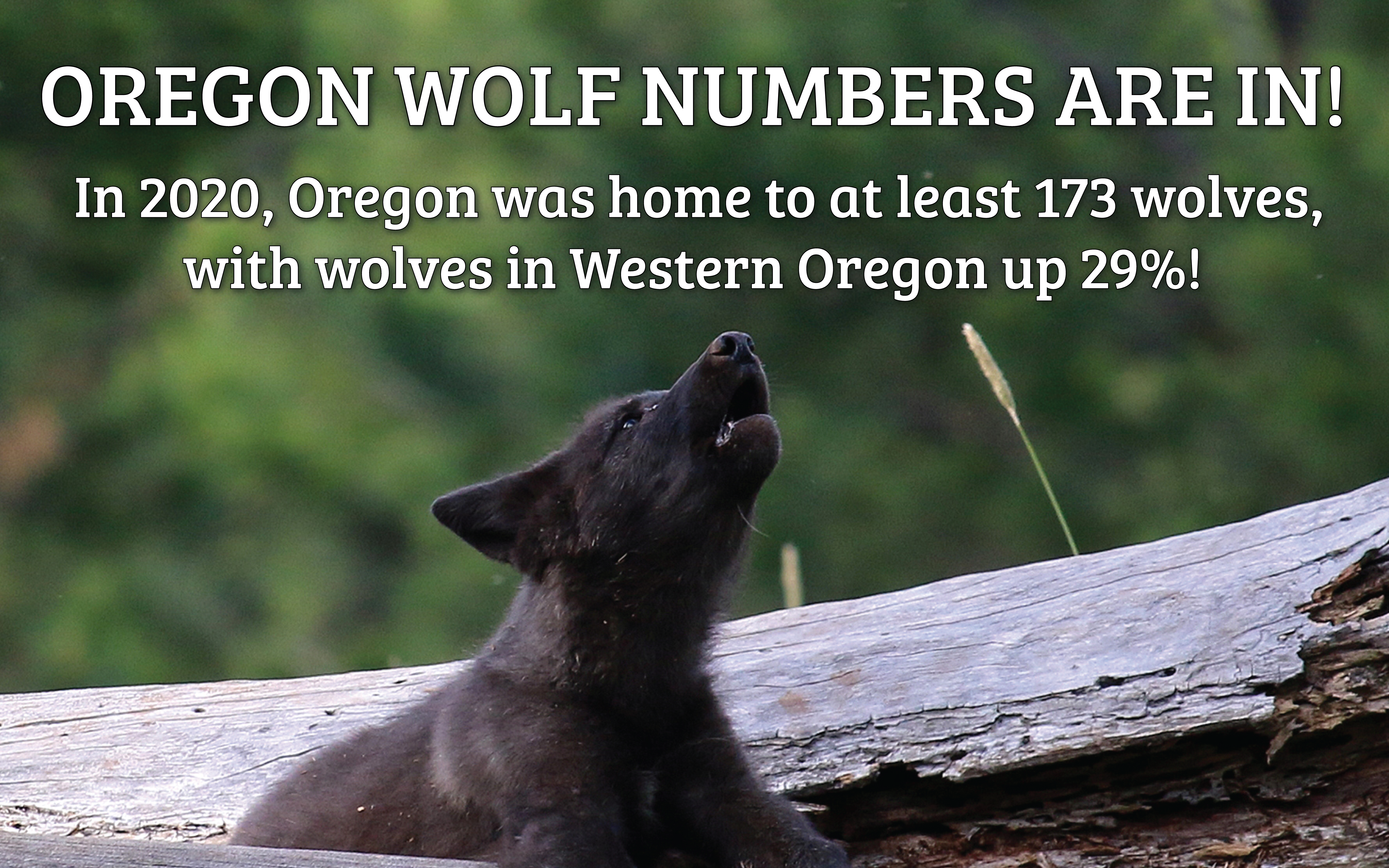 2020 Oregon Wolf Numbers Are In!