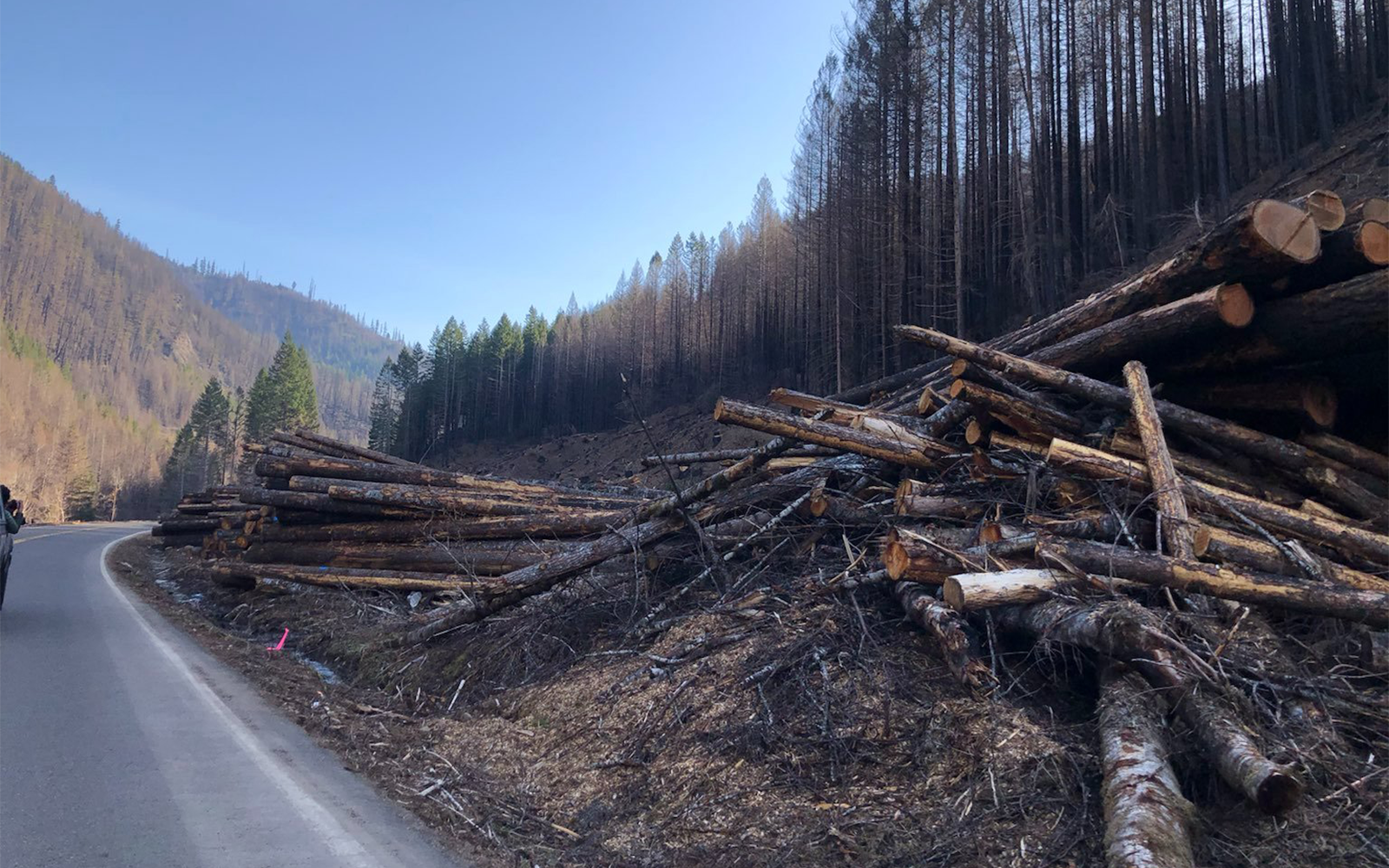 Arborists say ODOT post-fires tree cutting is excessive, rushed