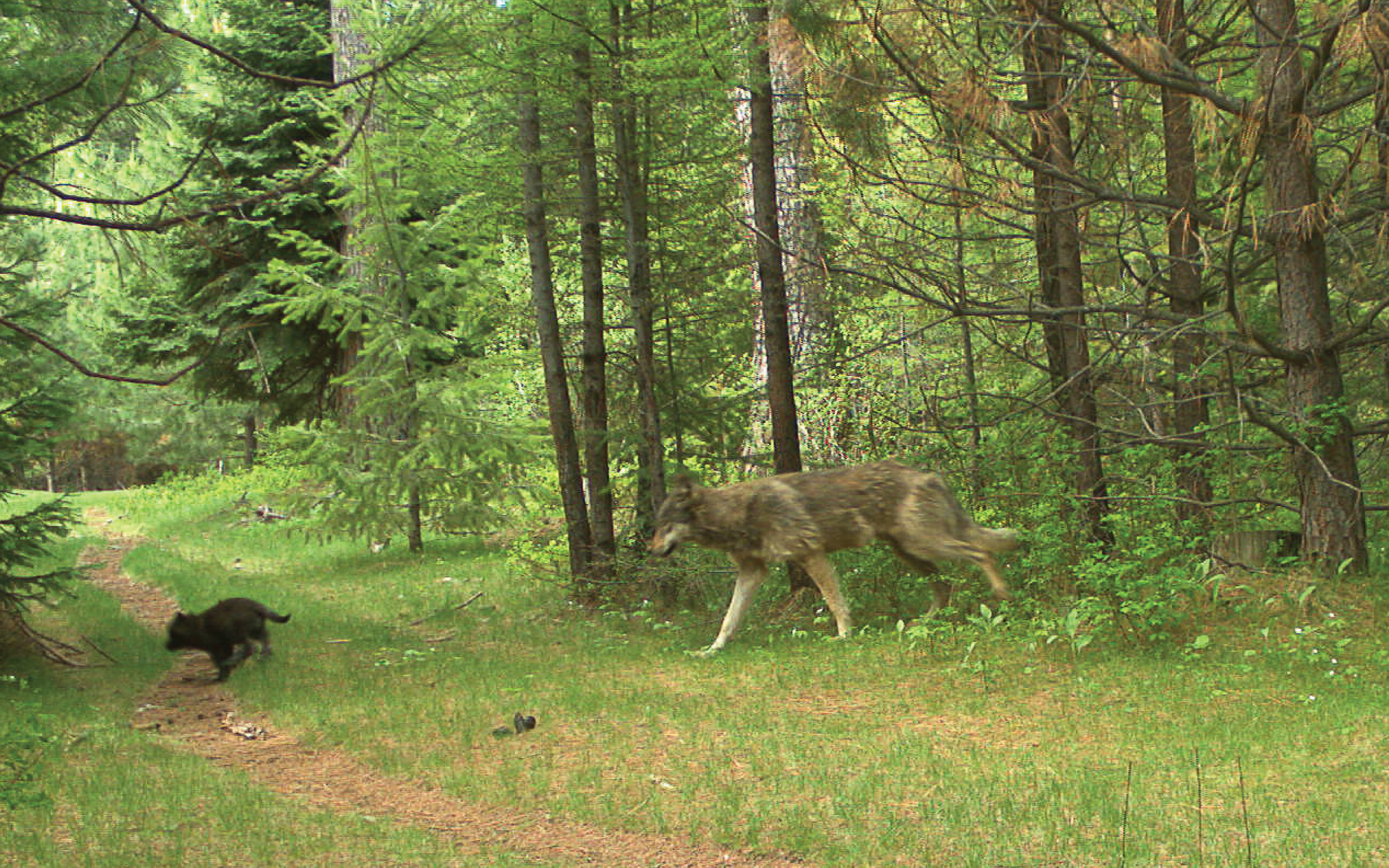 Death of 8 Wolves Confirmed to be by Poisoning