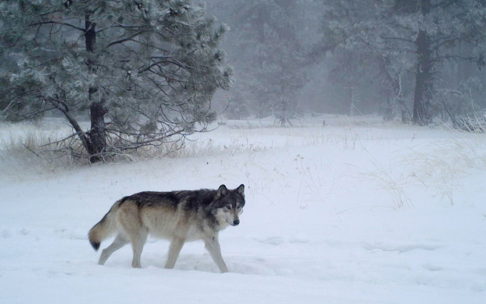 Press Release: $15,000 Reward Offered for Info on Oregon Wolf Killed Illegally in Late 2022