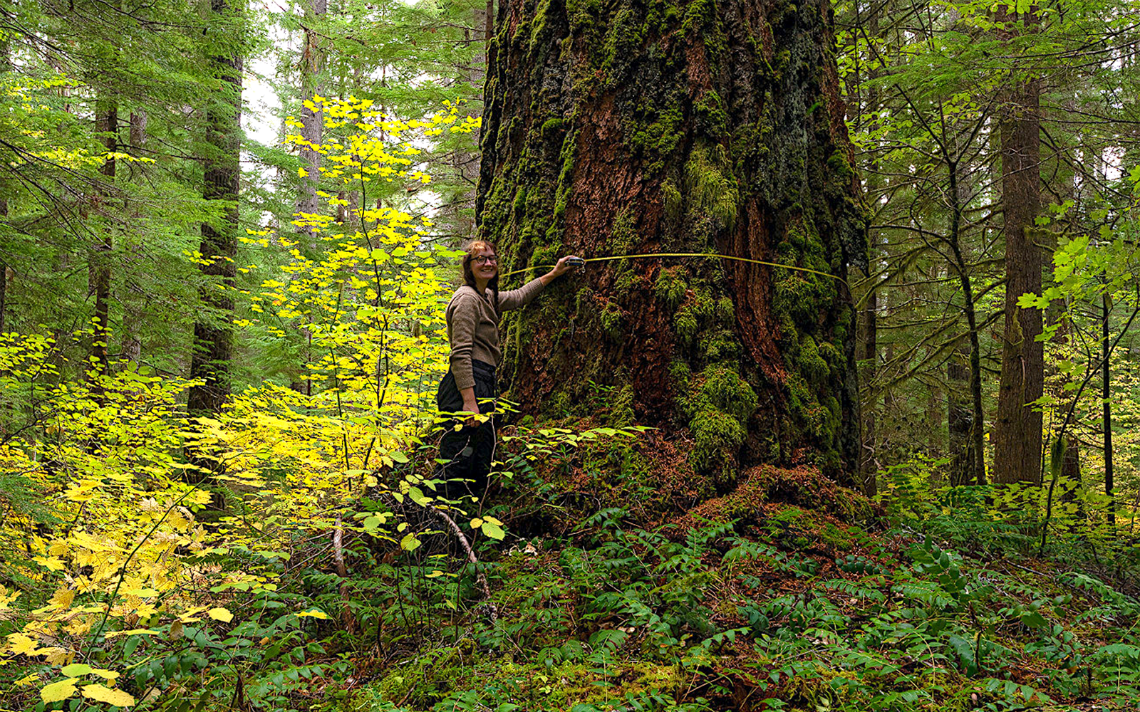 Press Release: Cascadia Wildlands Receives Historic $500,000 Grant