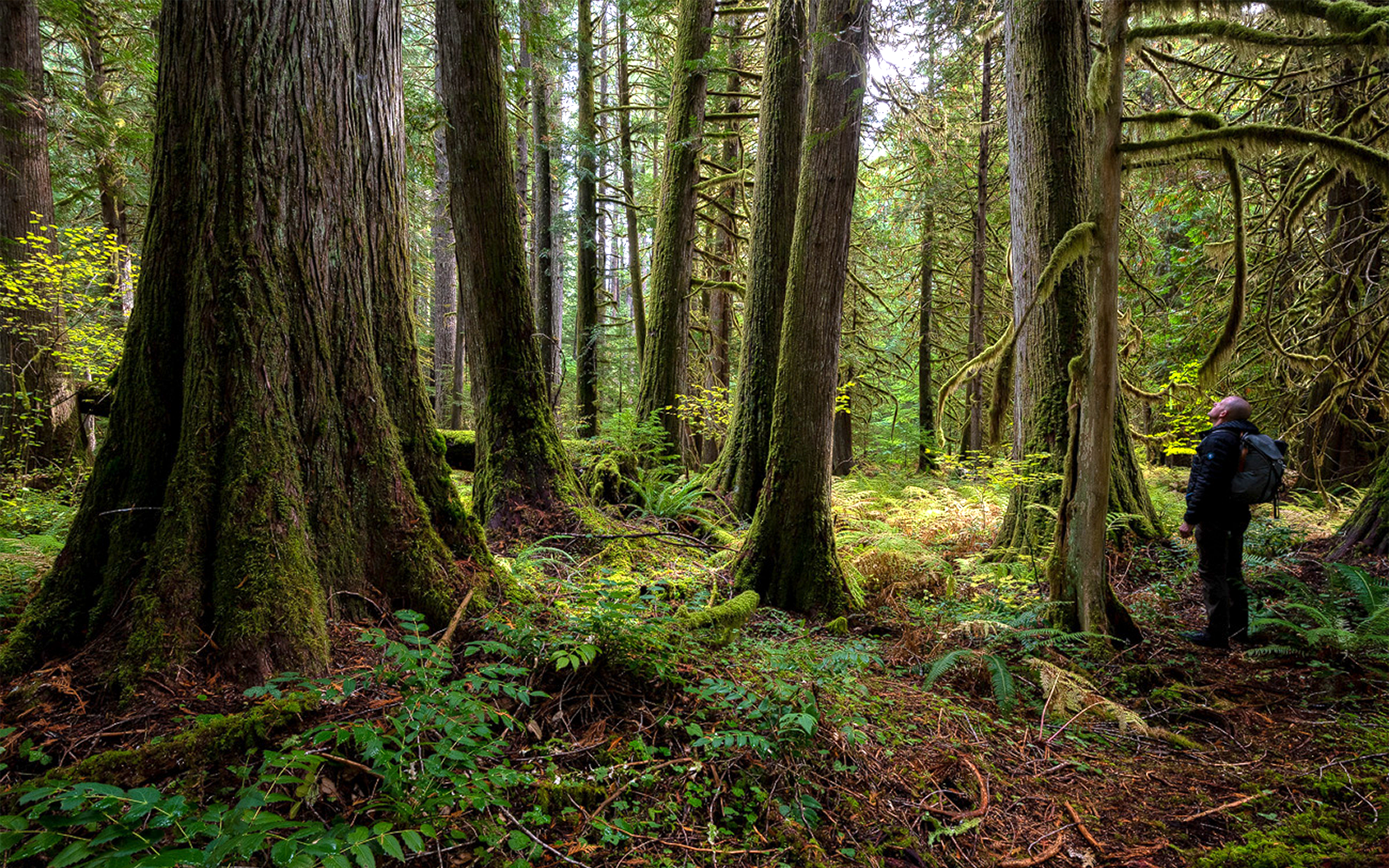 Opinion: Biden’s old-growth forest executive order has giant hole