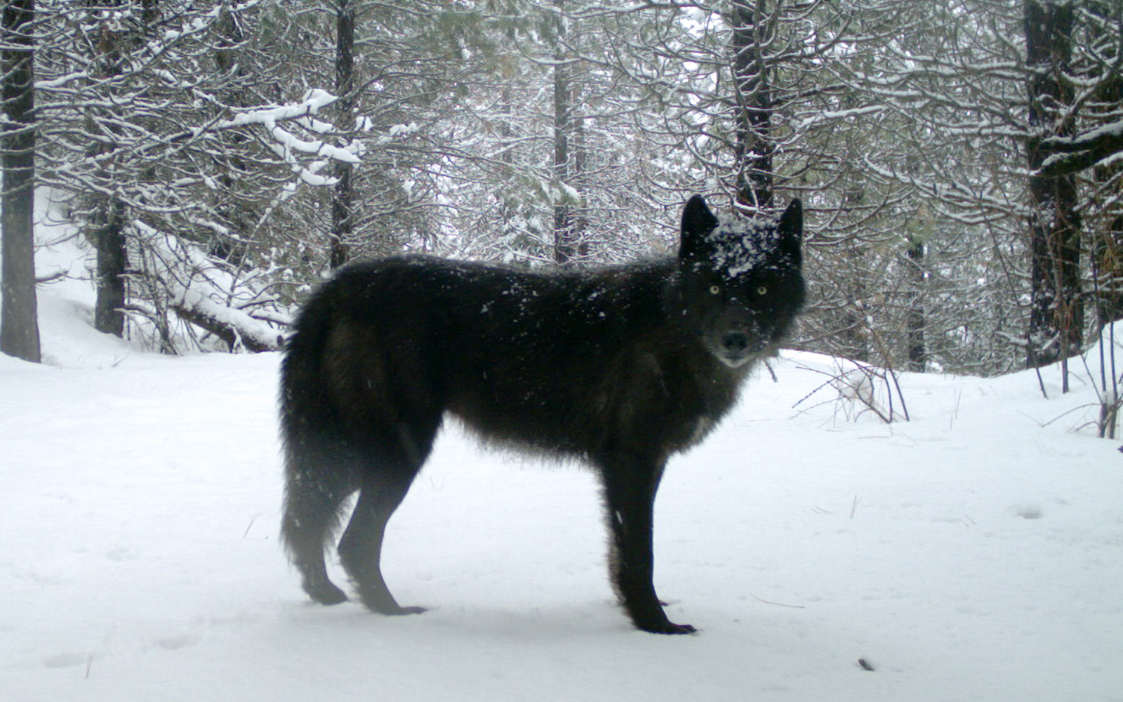 Press Release: Groups Offer Reward for Another Recent Illegal Wolf Killing