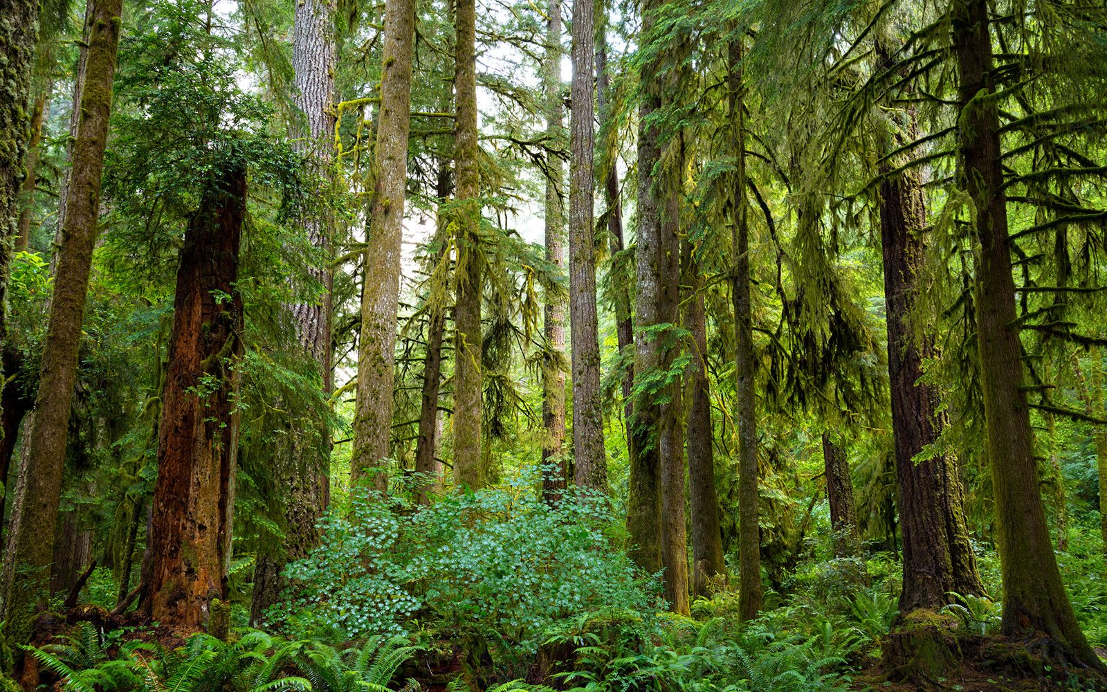 Press Release: Victory for the Elliott State Forest!