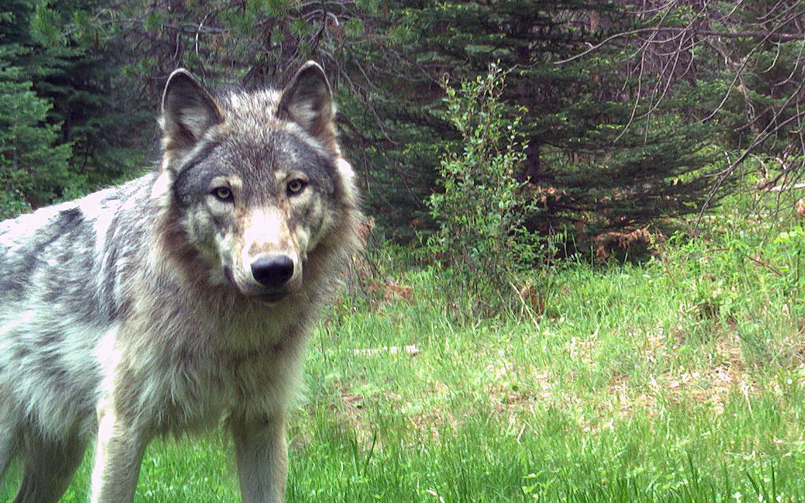 Press Release: 2021 Worst Year for Oregon’s Wolf Population Growth Since Return