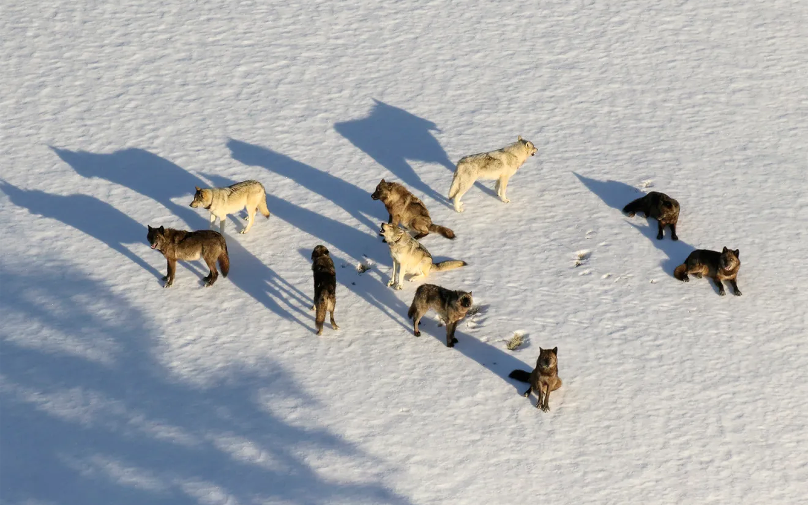 hottopic_Junction Butte wolf pack in Yellowstone – photo by National ...