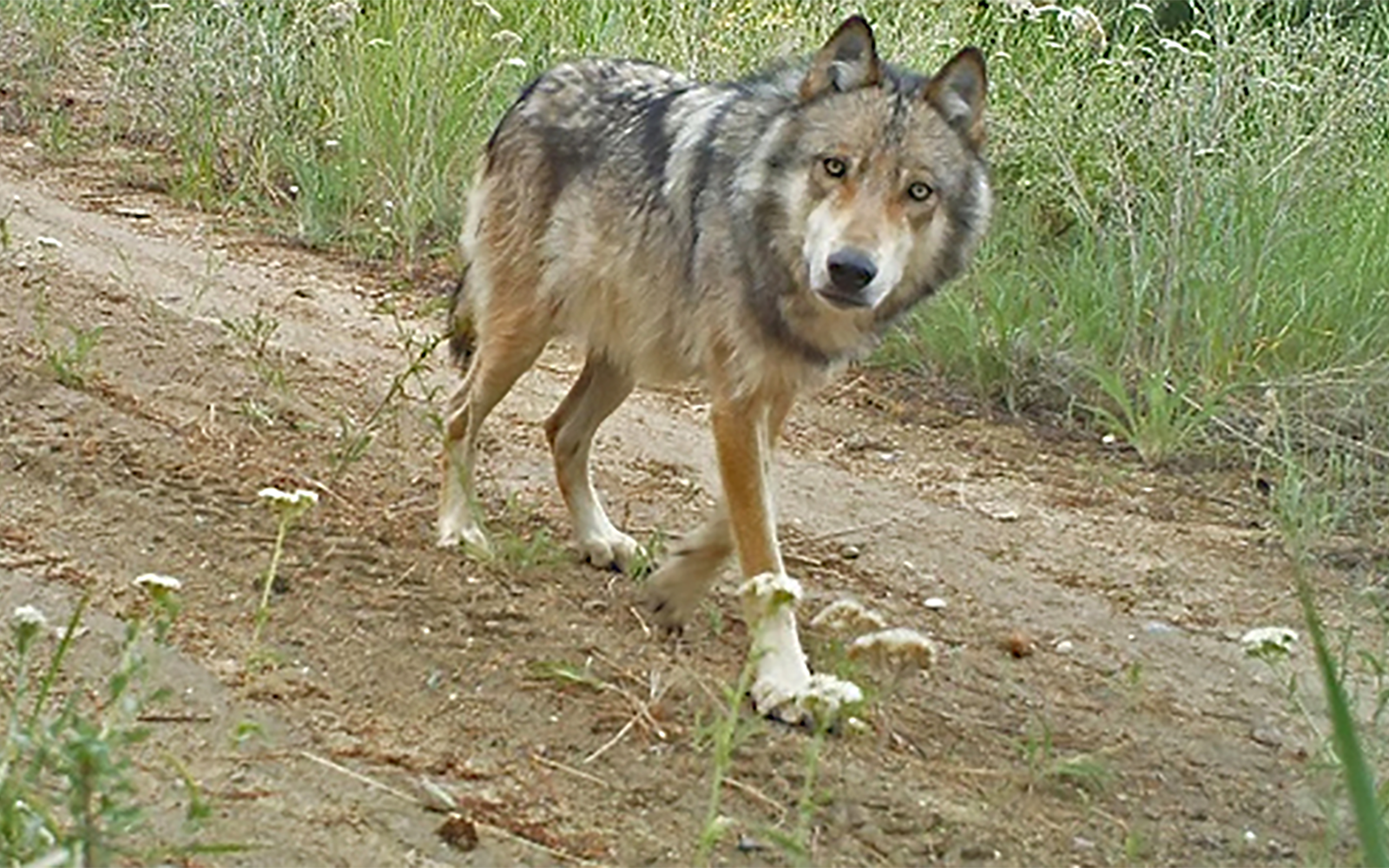 Press Release: Lawsuit Challenges Washington’s Failure to Enact Wolf Management Rules