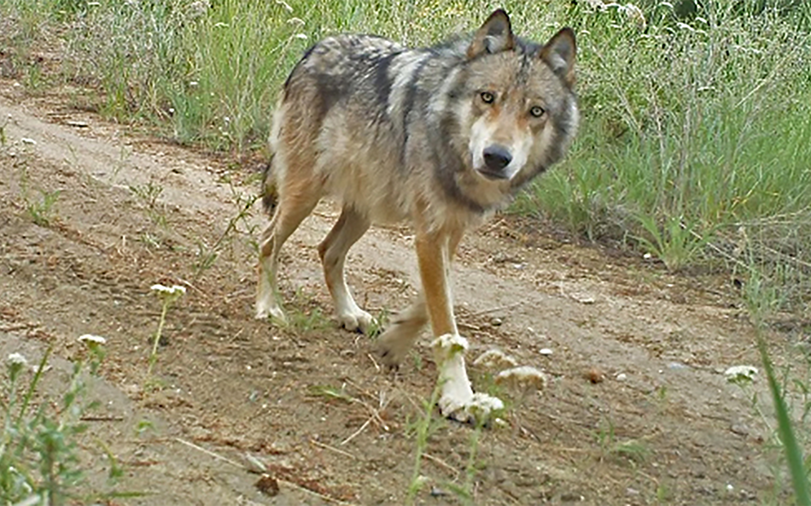 Kettle Range Conservation Group