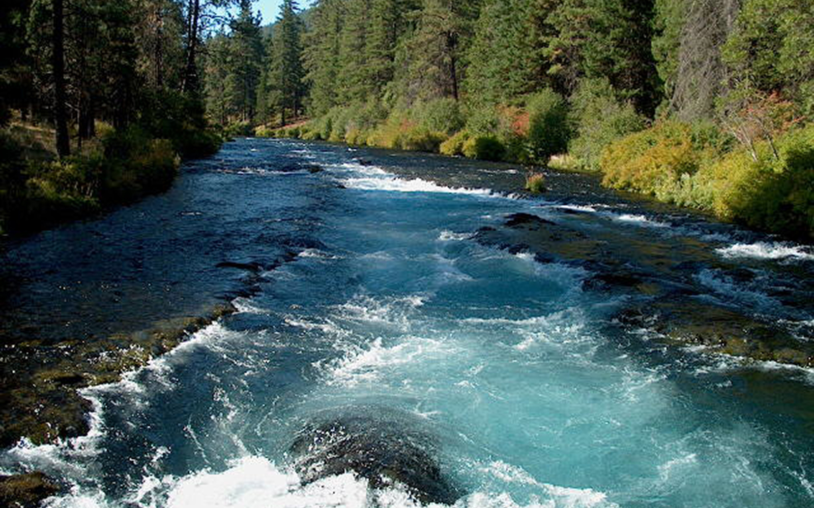 Cascadia Wildlands Statement on Eugene Water and Electric Board’s Recommendation to Decommission Leaburg Dam on the McKenzie River