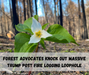 Forest Advocates Knock Out Massive Post Fire Logging Loophole