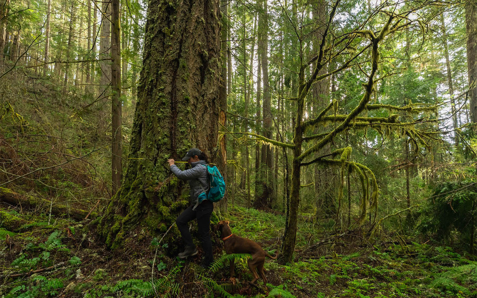 Press Release: Federal Agencies Release Joint Report on Mature and Old-Growth Forests