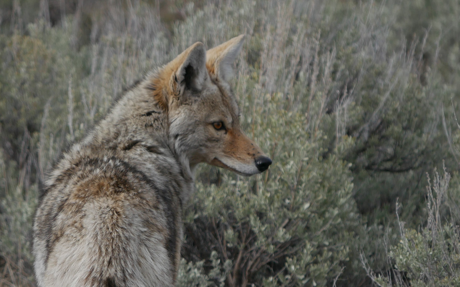 Wildlife killing contests are cruel, unscientific, and wasteful (photo taken in Yellowstone by Cascadia Wildlands).