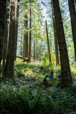 People hike through the Blue & Gold timber sale. Large trees tower over them while they walk through knee-high salal.