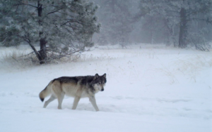 A wolf walks from the left to the right in an open, snow field.