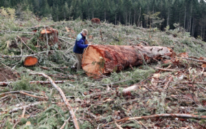 A person stands next to a large tree that is down in the middle of a clearcut.