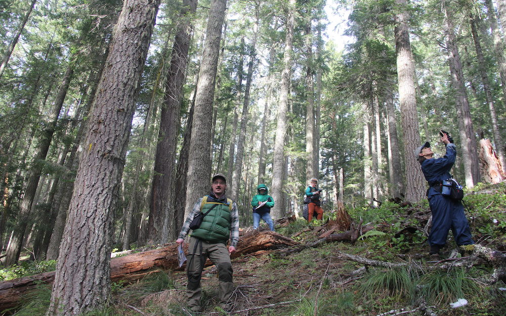 Volunteers stand in a healthy forest.